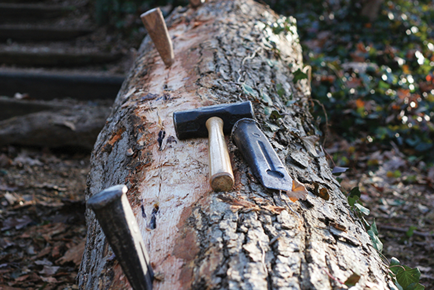 Logs to Lumber  Popular Woodworking