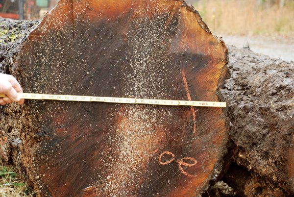 7 Best Hand Saws For Cutting Logs of 2024