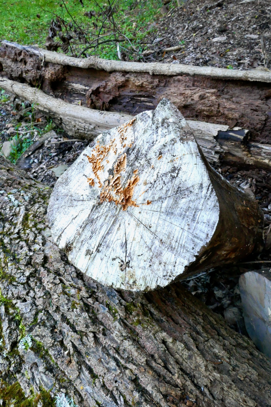 Sawing a Log into Salvaged Holly Lumber | Popular Woodworking